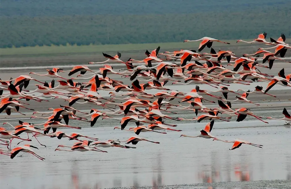 Flamingos at Fuente de Piedra. Credit: rjime31, CC BY-SA 2.0 <https://creativecommons.org/licenses/by-sa/2.0>, via Wikimedia Commons