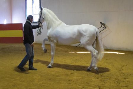Why Purebred Spanish Horses Stand Head and Shoulders Above the Rest