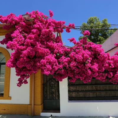 andalucian flowers overhang a house