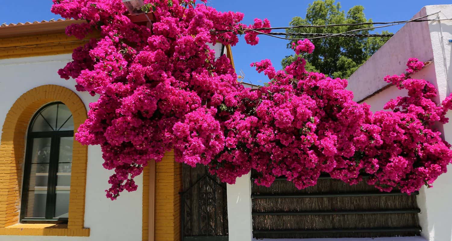 andalucian flowers overhang a house