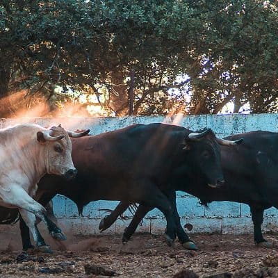 bulls running in bull farm spain