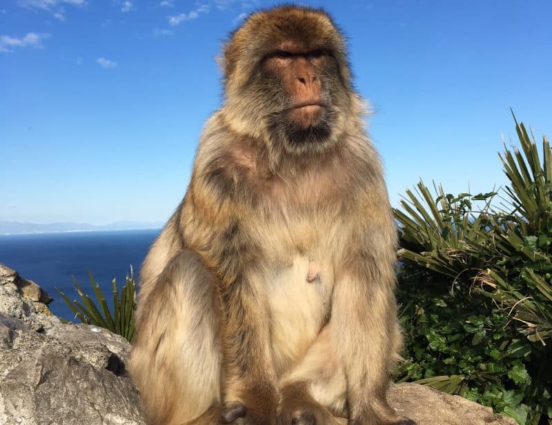 monkey in gibraltar