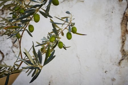 Does Spain produce the best olive oil in the world? | TOMA & COE