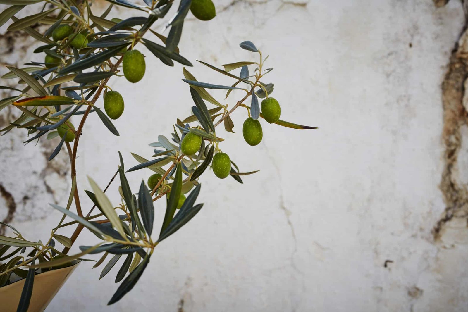 does-spain-produce-the-best-olive-oil-in-the-world-toma-coe