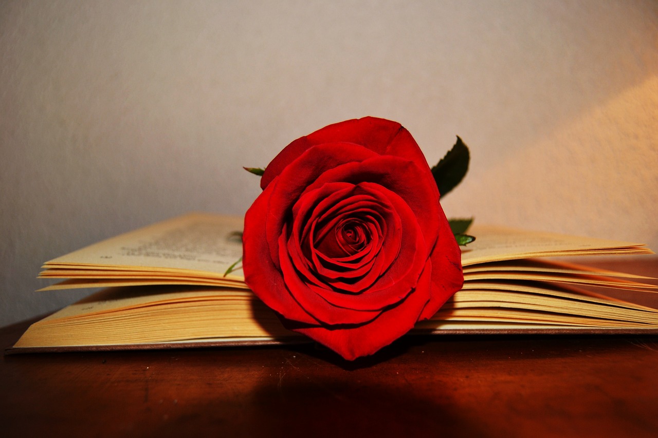 World Book Day - a book and a res rose