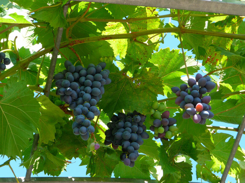 Muscatel Grapes Malaga