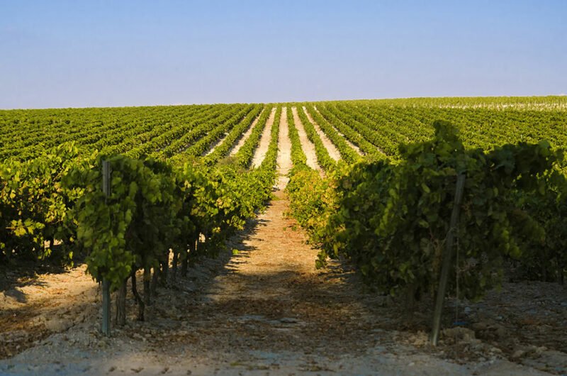 Bodega Ronda