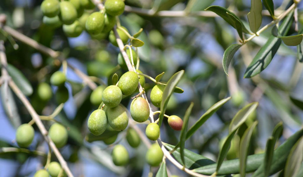 Olives on branch. The fruit has helped shape Andalucia’s history and culture.