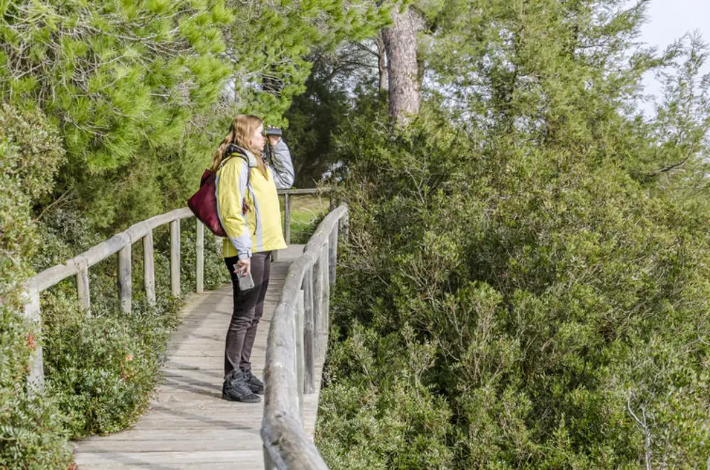Wildlife spotting in Doñana Natural Park. Image credit: Andalucia.org - © TURISMO ANDALUZ