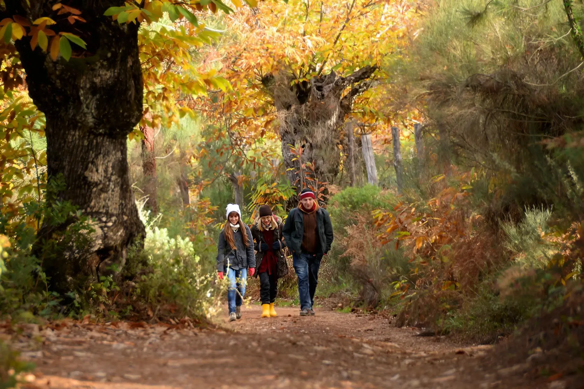 Sierra de Aracena in autumn. Image credit: Junta de Andalucia