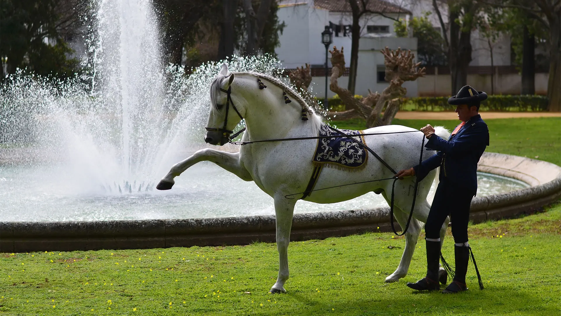 Dancing Horses of Jerez