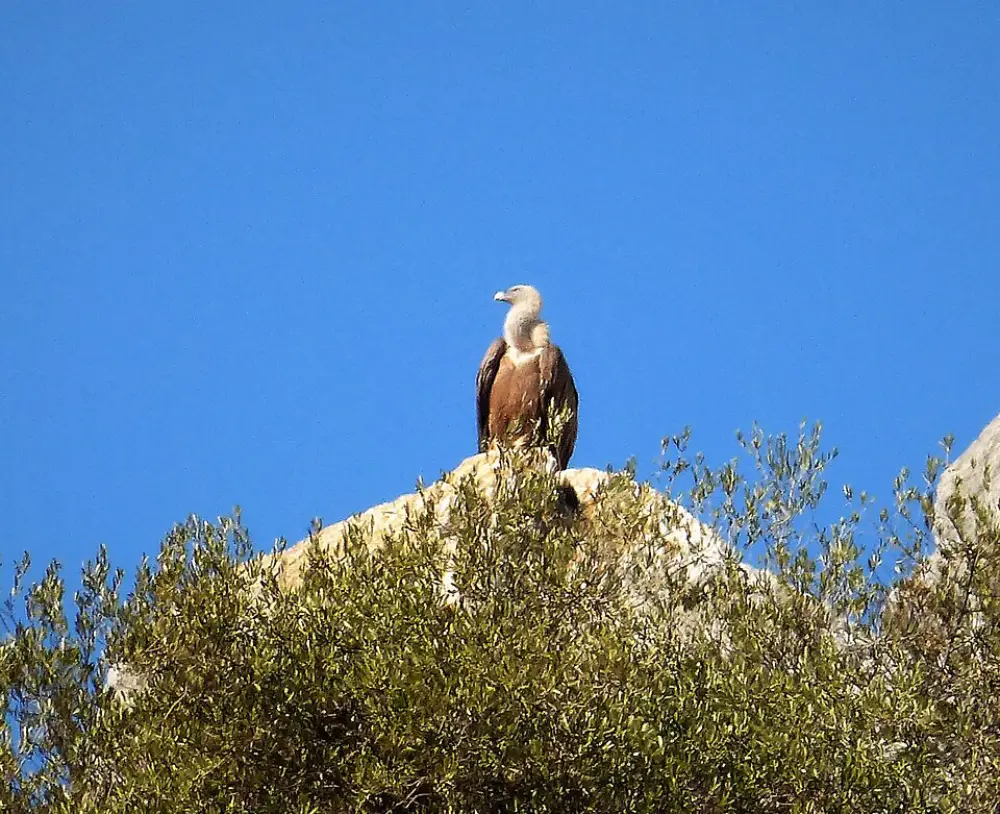 October in Andalucia 3 Eurasian griffon vulture sat on top of a rock with the tops of trees in front of it and a clear. Blue sky. Taken in Montejaque, Malaga Province, Andalucia by gailhampshire from Cradley, Malvern, U.K Creative Commons Attribution 2.0