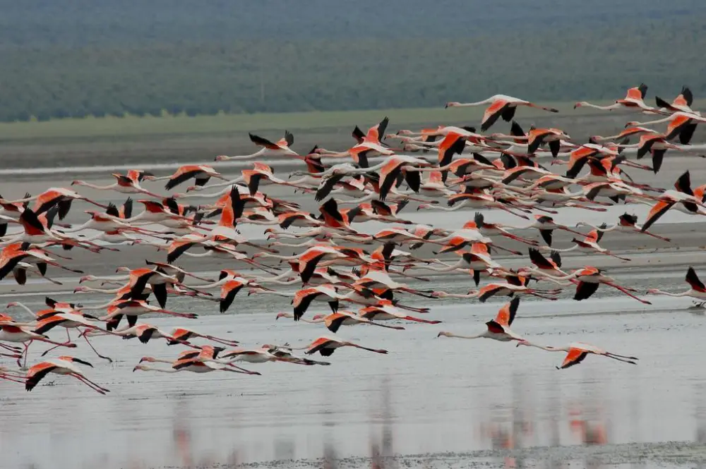 Flamingos in Fuente de Piedra, Malaga, Spain, by rjime31 - Flickr [1], CC BY-SA 2.0, https://commons.wikimedia.org/w/index.php?curid=6458701 