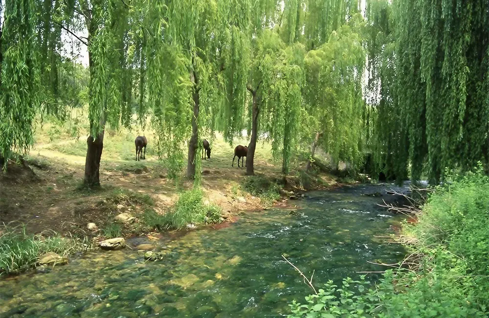 Exploring Andalucia’s Natural Parks 3 Stream in Sierra de Grazalema National Park with willow and grazing horses. Credit: Andalucia.org