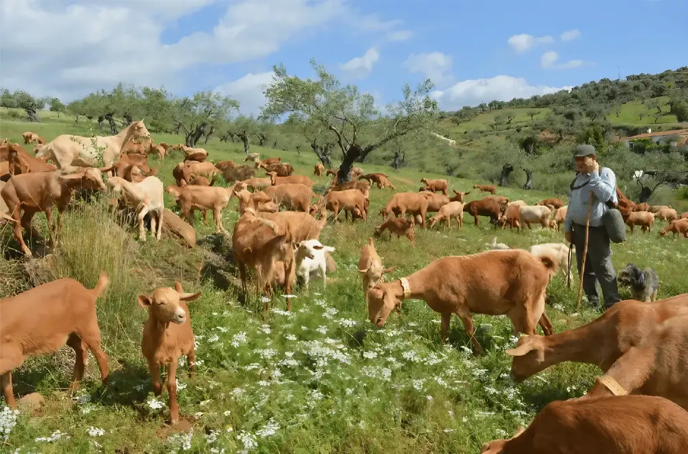 Herd of malaguena goats. Image credit: Francisco de Asis Ruiz Morales