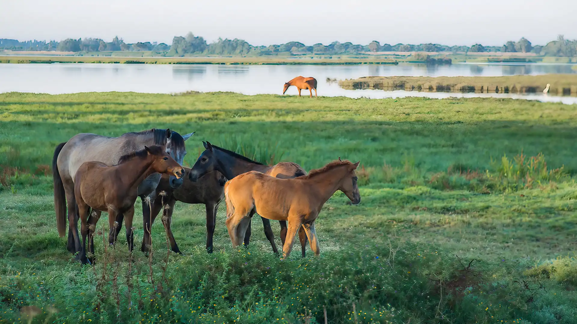 Beyond the Buzzword: Sustainable Travel in Andalucía 3 Horses grazing in the wetlands of Charco de la Boca (Laguna del Rocío). Image credit: Andalucia.org