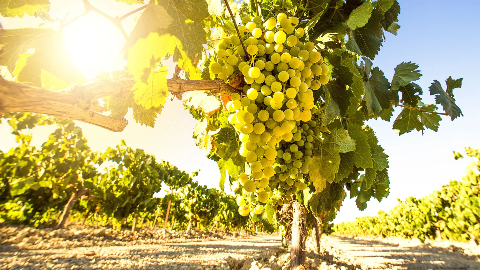 Wine Tour from Malaga