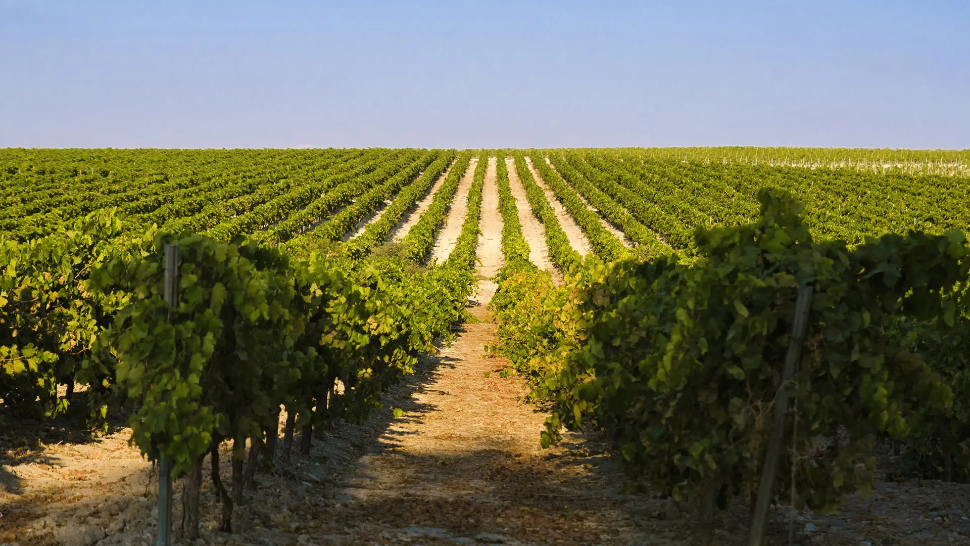 Ronda and Winery Vineyard
