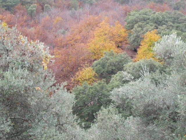 Sierra de Aracena Autumn colours