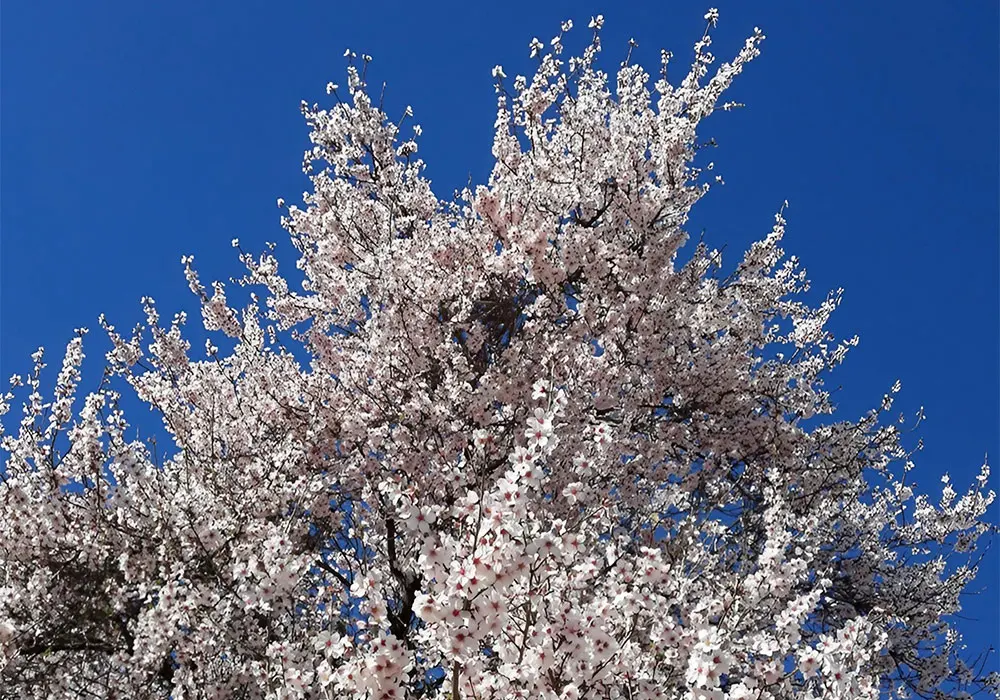 almond tree in full bloom against a blue sky; Sedella. Credit: Deborah Cater