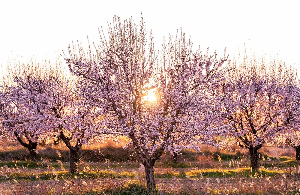 Almond blossom - Photo by Pedro Sanz on Unsplash