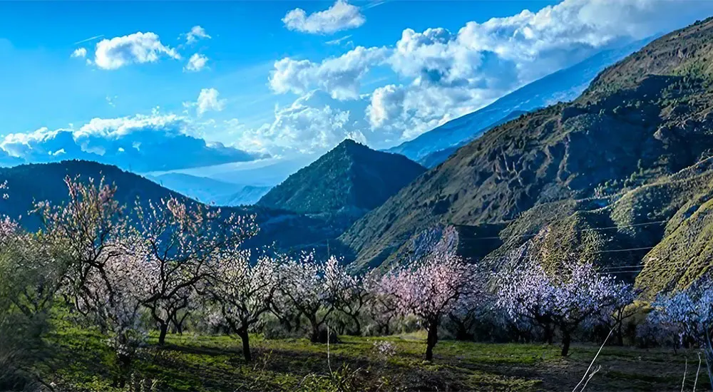 Almendros en flor en uno de los valles de las Alpujarras (Torvizcón) – cropped. Credit: De Mark Chinnick - https://www.flickr.com/photos/spanish-mark/39966749465/, CC BY 2.0, https://commons.wikimedia.org/w/index.php?curid=79467538