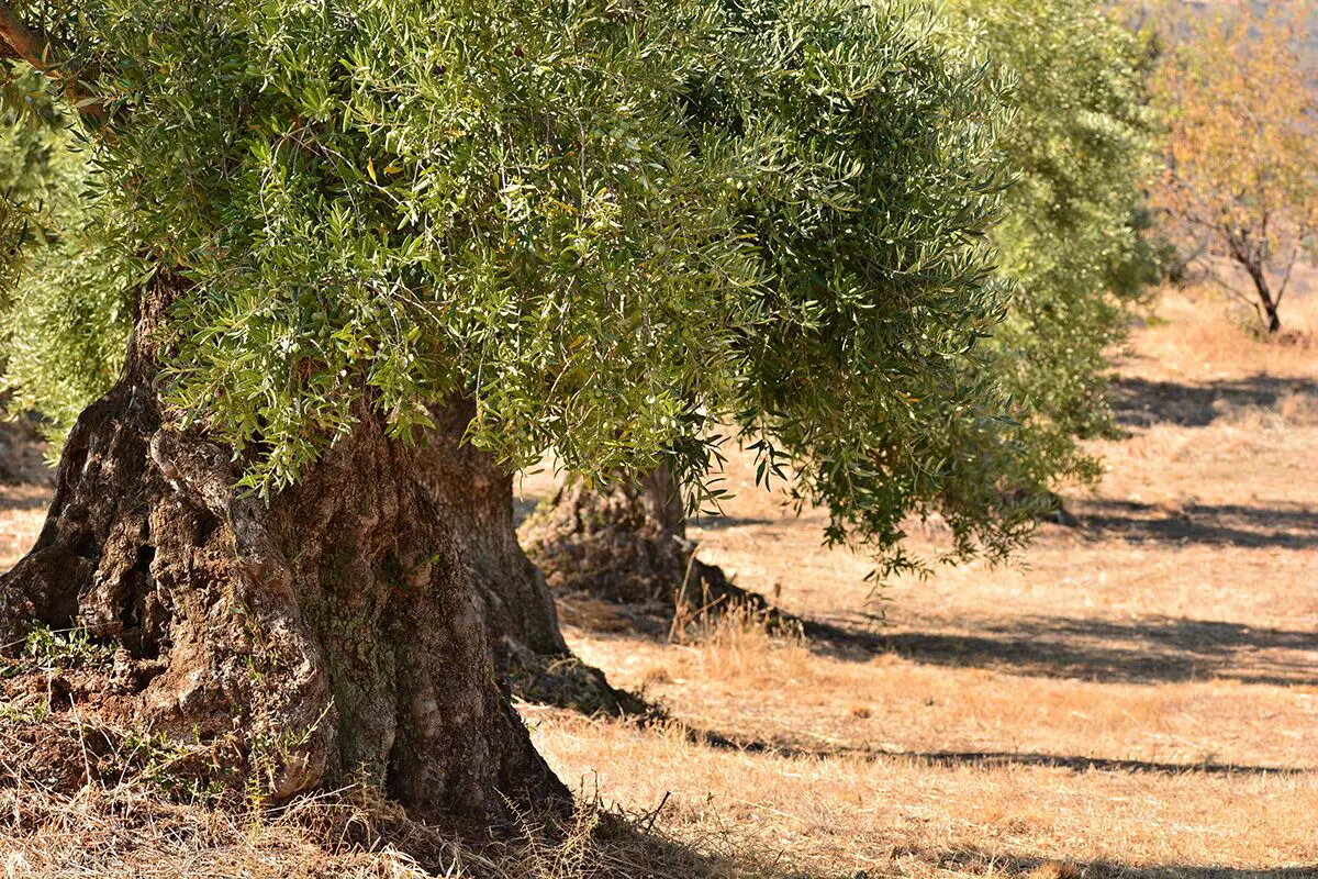 Olive grove – ancient olive trees in an Andalucian grove