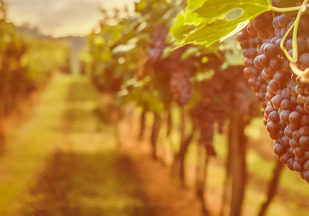 Autumn Wine and Tastings in Andalucía 3 Vineyard with Autumn colours waiting for harvest of grapes. Credit: Canva