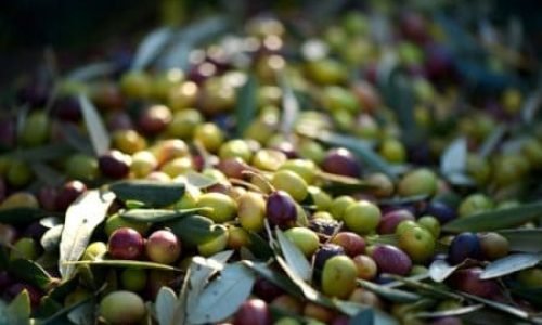 Telegraph article image e1555944012196 qokrl3corqr2rsglai2bg8l9lyqh0b2bkiz3gjeh14