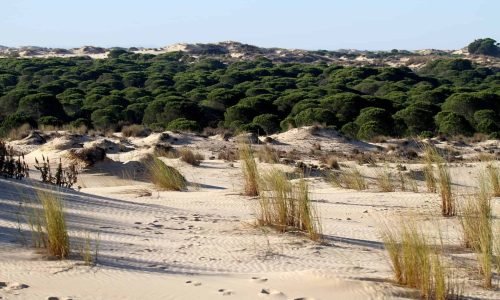donana national park 2643855 1920 e1714405809776 qomiqeyns0rc0obzonopc2nel3tg76zwgffqn6q2ew