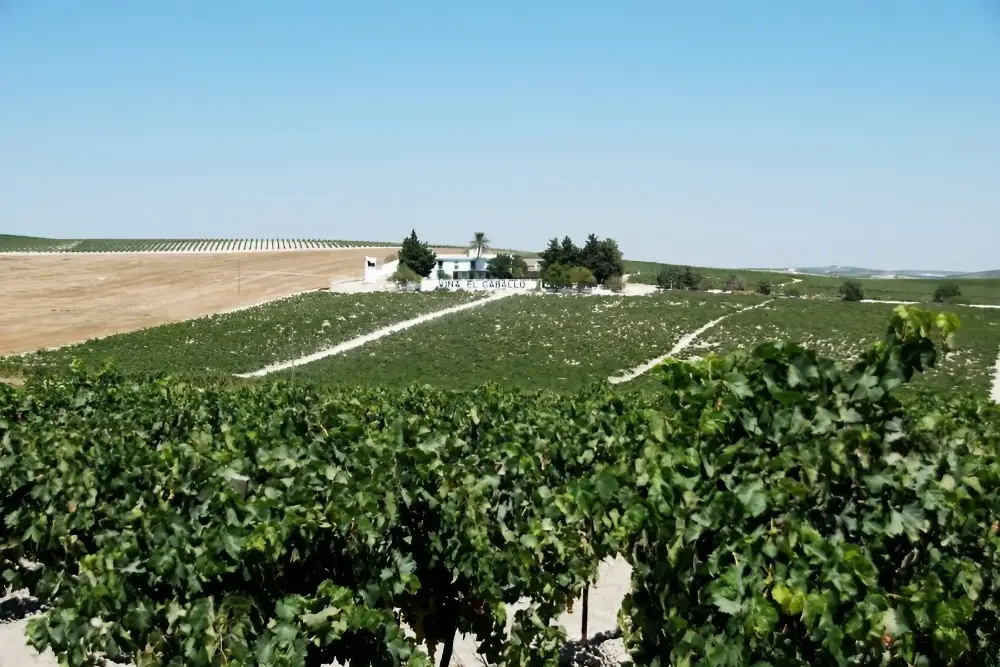 Why Sherry is the most misunderstood wine in the world 2 The soil and sea air contribute to the taste of sherry. Created in Canva