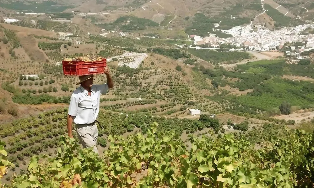 [carrying grapes] Man walking thorough vineyeard, carrying box of grapes on head. Image courtesy of Sabor a Malaga 