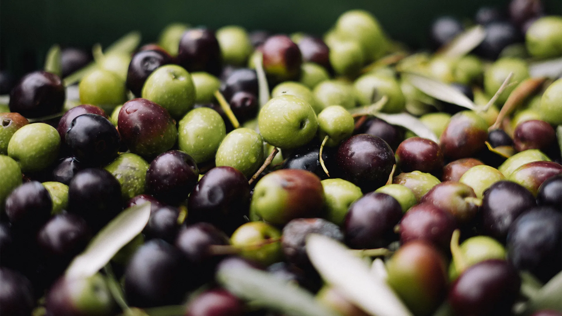 Olive Farm Experience