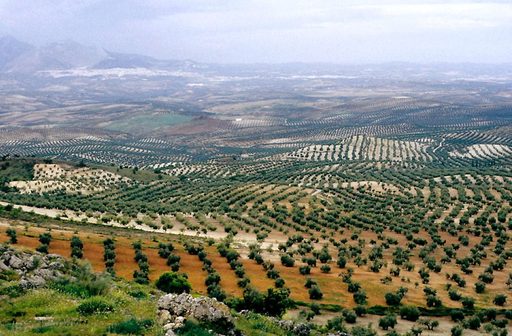 Olive groves dotting the Andalucian landscape of Jaen.