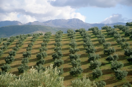 Travelling through Andalusian olive groves
