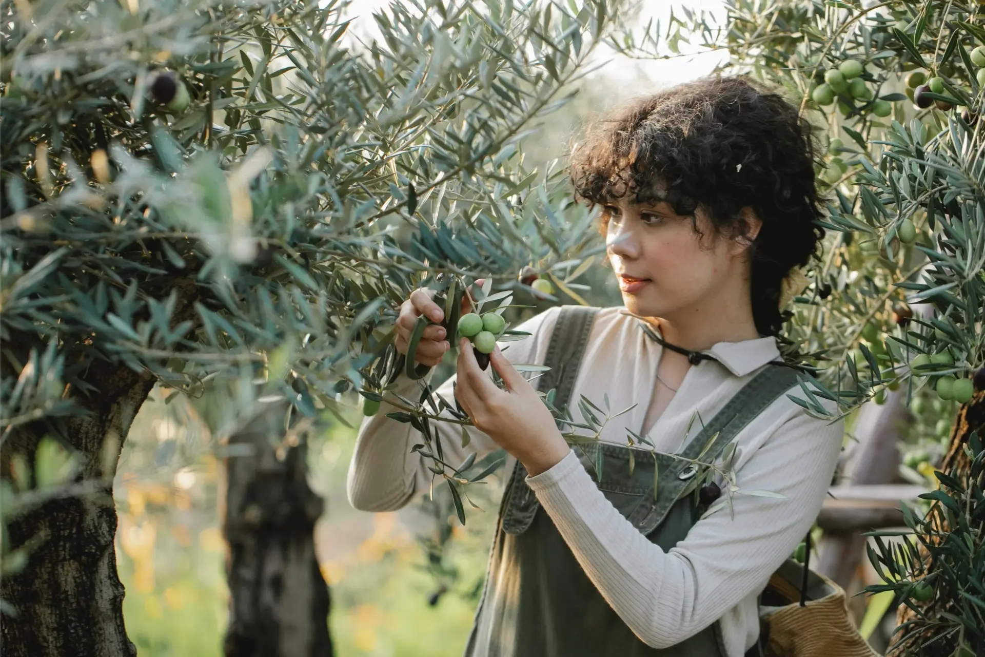Girl picking olives