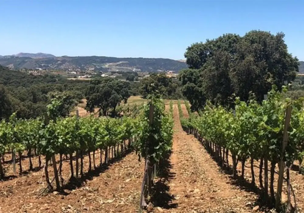Ronda vineyard. Image from TripAdvisor